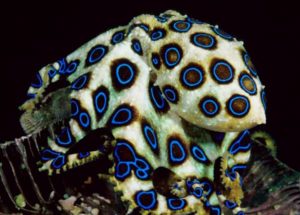 blue-ring-octopus