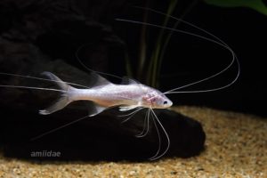 threadfin-paradiseas-catfish