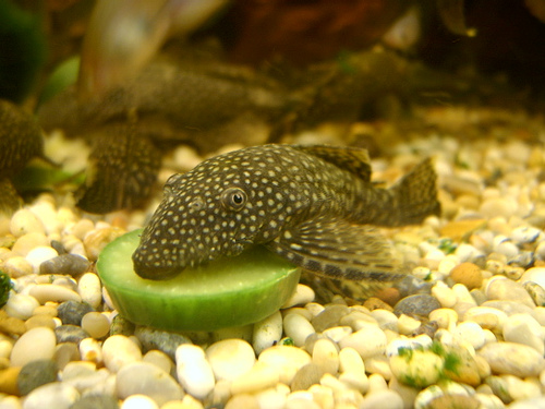 Three Common Myths about Plecos (Plecostomus Catfish) – I'd Rather